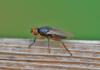350009 – Photo : Oryctes – France (59)